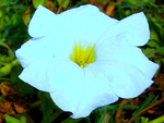 White flower