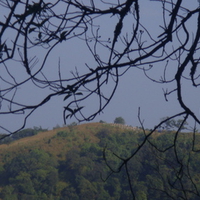Trees, hills and the sky