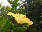 Yellow flower