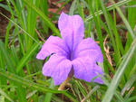 Mauve flower