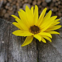 little sister of sun