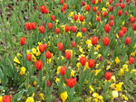 Istanbul Tulip Festival 2006