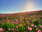 Field Of Flowers