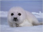 Baby Harp Seal