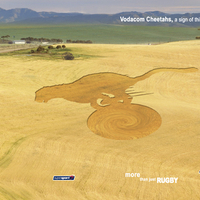 Cornfield Cheetah rugby team 800 x 600