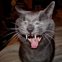 All I want for Christmas is my two front teeth.....