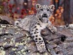 snow Leopard cub