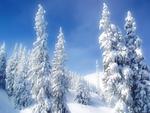 Snowy Trees