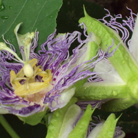 Passion Flower