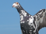 pigeon