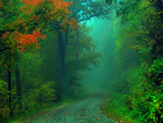 Foggy fall road