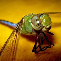 Dragonfly
