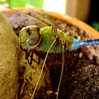 Dragonfly on a tree trunk