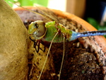 Dragonfly on a tree trunk
