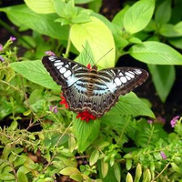 Branson Butterfly