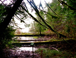 British Columbia - Vancouver Island - Rainforest 7