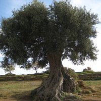 Olive tree