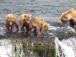 Mama Grizzly and Three Cubs