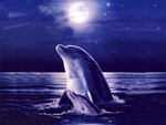 Moonlight dolphins