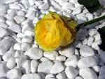 yellow rose