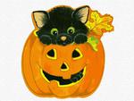 little black kitten in a pumpkin