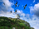 Seagulls and the lighthouse