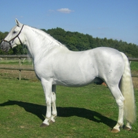 Andalusian Stud
