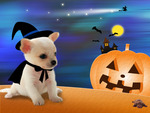 Puppy's Halloween