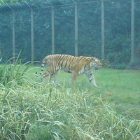 tiger in zoo