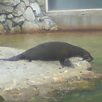 seal at a zoo