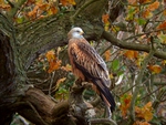 RED KITE in AUTUMN