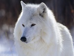 Majestic White Wolf