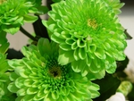 green flowers
