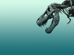A Dinosaur skull wallpaper