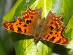 Comma