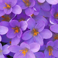 Purple and orange flowers