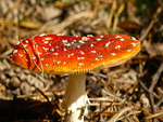 Mushroom
