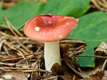 Mushroom Red