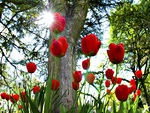 Red Tulips