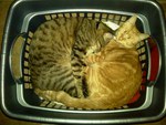 Cats in a basket