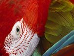Macaw