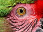 Parrot Eye