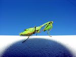 Green Mantis