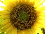 Yellow Sunflower