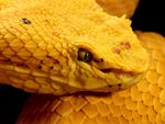 Yellow Snake