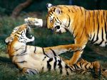 Tigers Playing