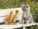 Ducks and a Cat