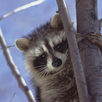 A Curious Raccoon