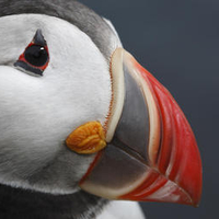 Atlantic Puffin West Fjords Iceland