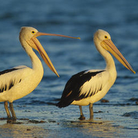 Australian Pelicans Sydney, Australia